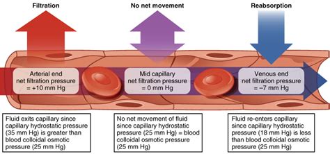 interstitial fluid measuring less than 1 mm thick|interstitial fluid diagnosis.